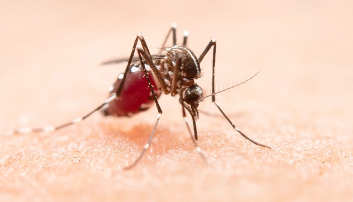 Ketahui Perbedaan Demam Berdarah Dengue (DBD) dan Malaria